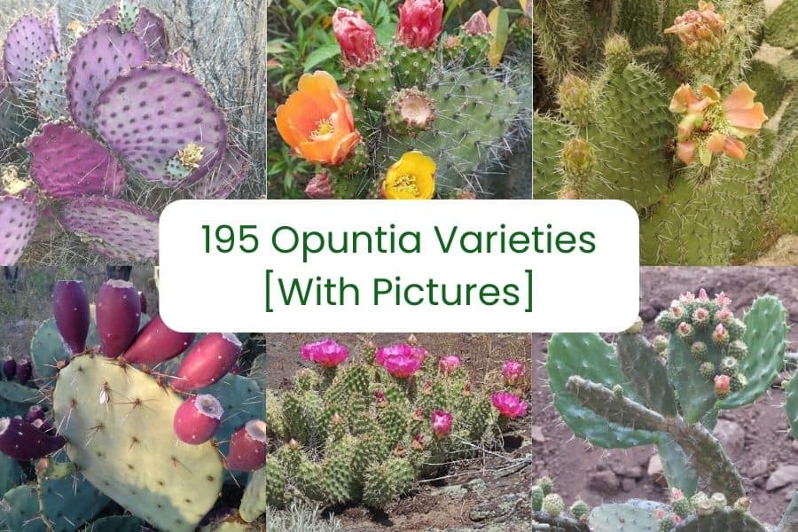 opuntia varieties
