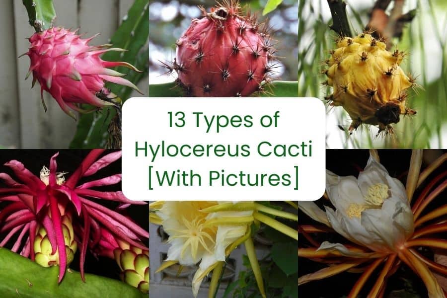 types of hylocereus cacti