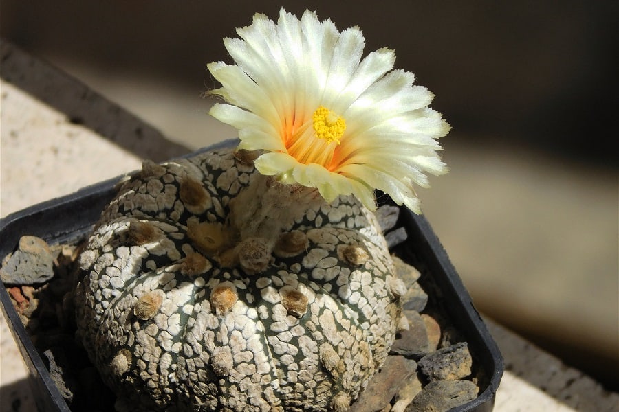 astrophytum asterias super kabuto