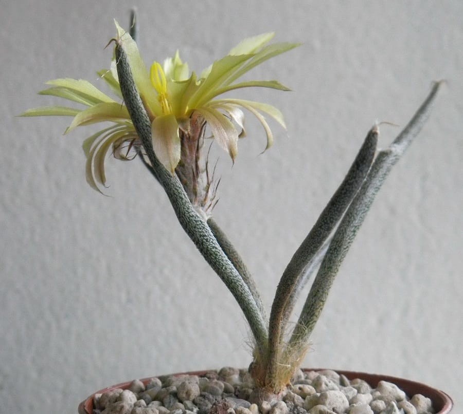 astrophytum caput-medusae