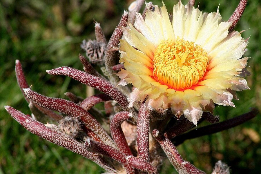 astrophytum caput-medusae