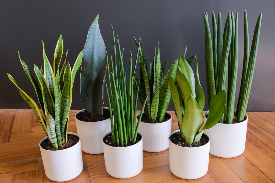 benefits of snake plants