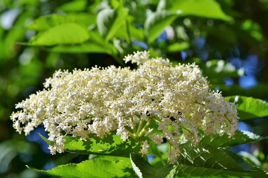 medicinal plants