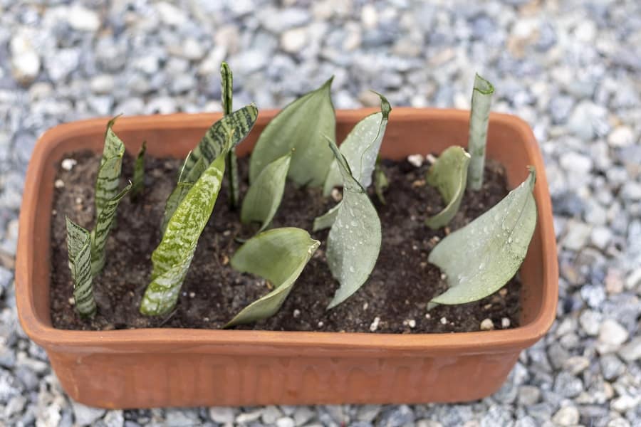 snake plant propagation