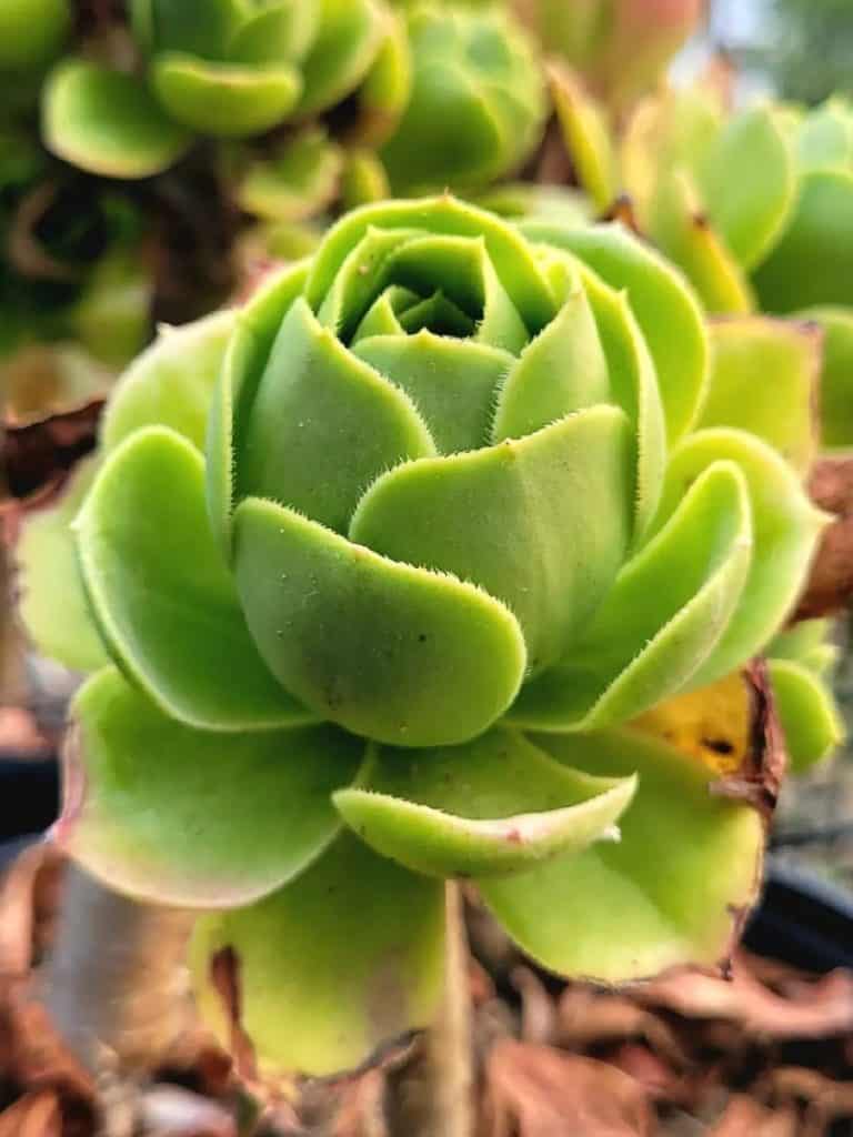 aeonium balsamiferum