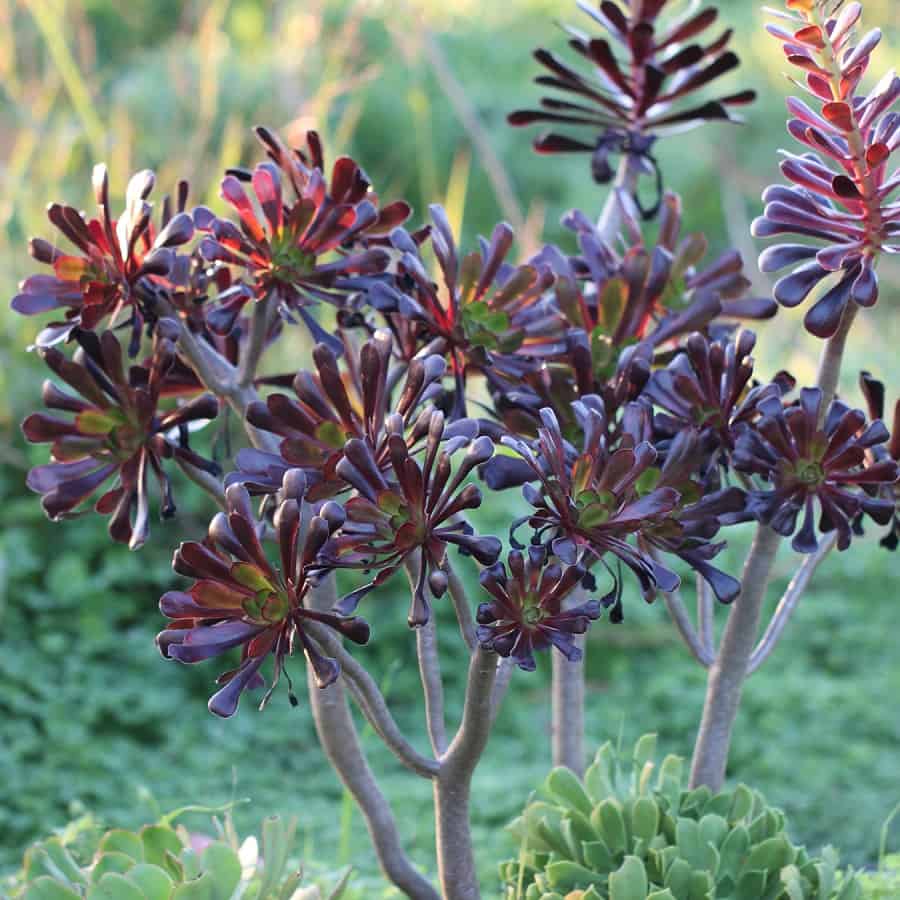 aeonium zwartkop