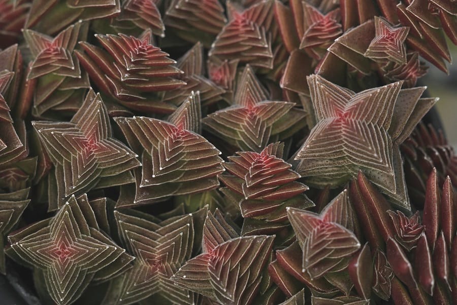 crassula capitella