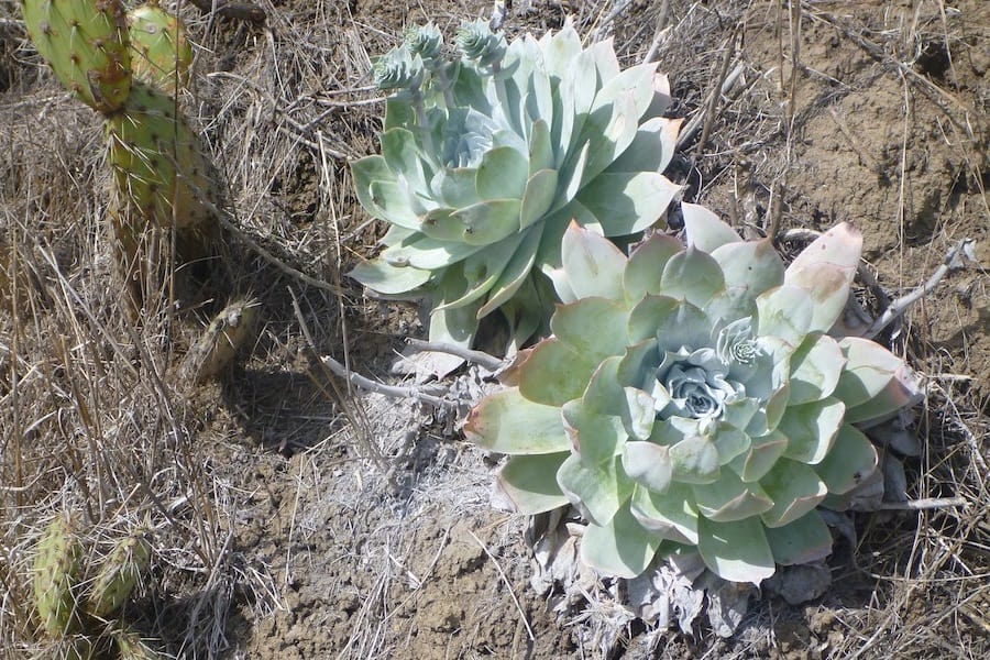 dudleya pulverulenta