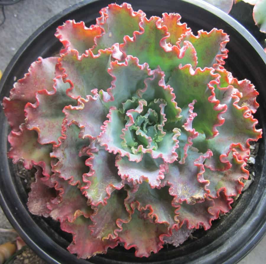 echeveria 2