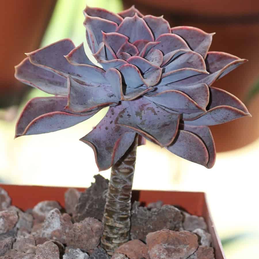 echeveria perle von nurnberg