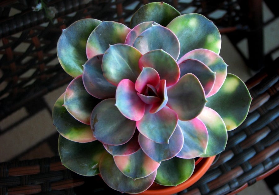 echeveria rainbow