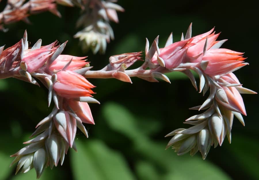 echeveria flowers 1