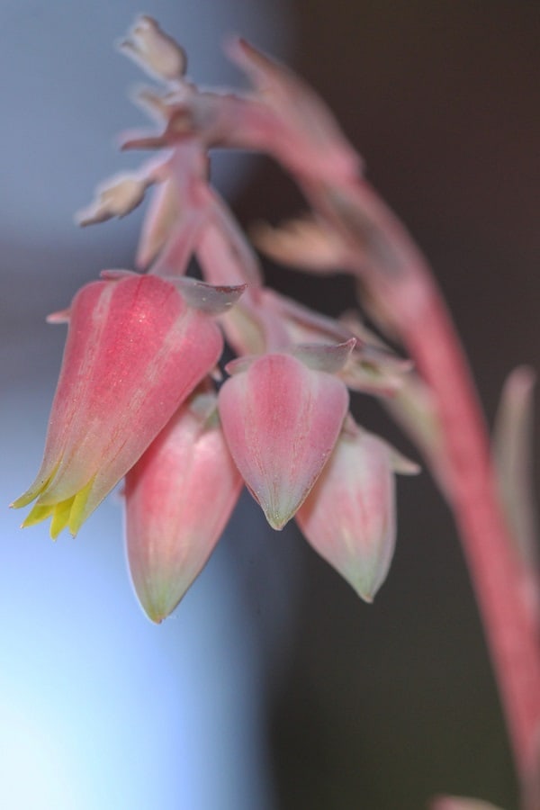 echeveria flowers 2