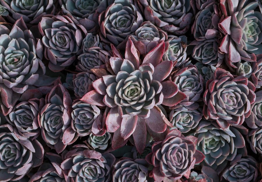 echeverias