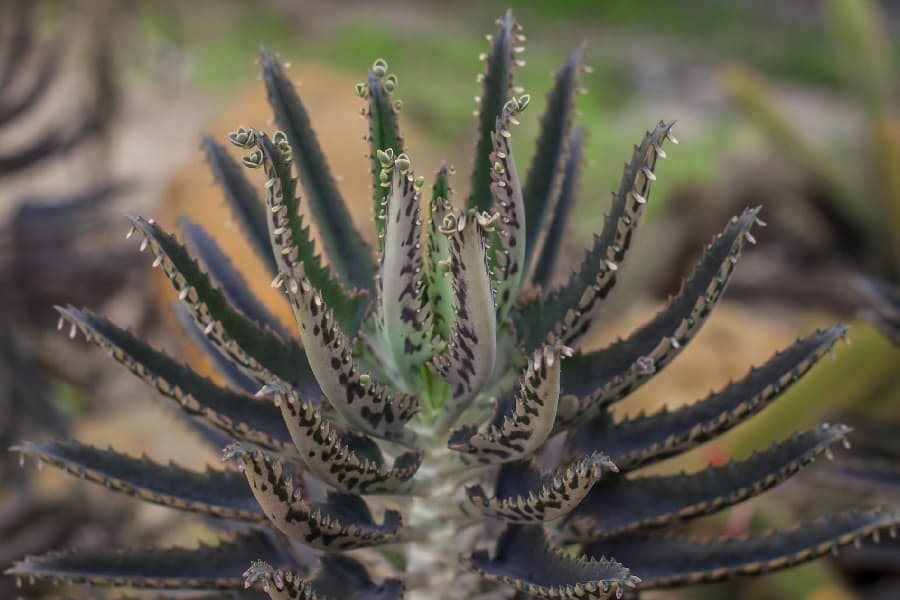 kalanchoe daigremontiana