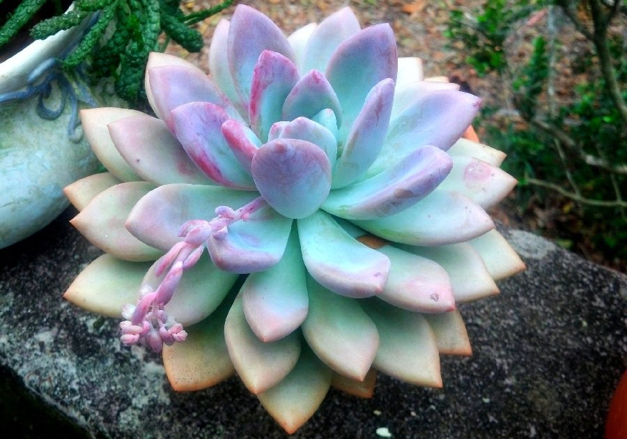 pachyphytum oviferum