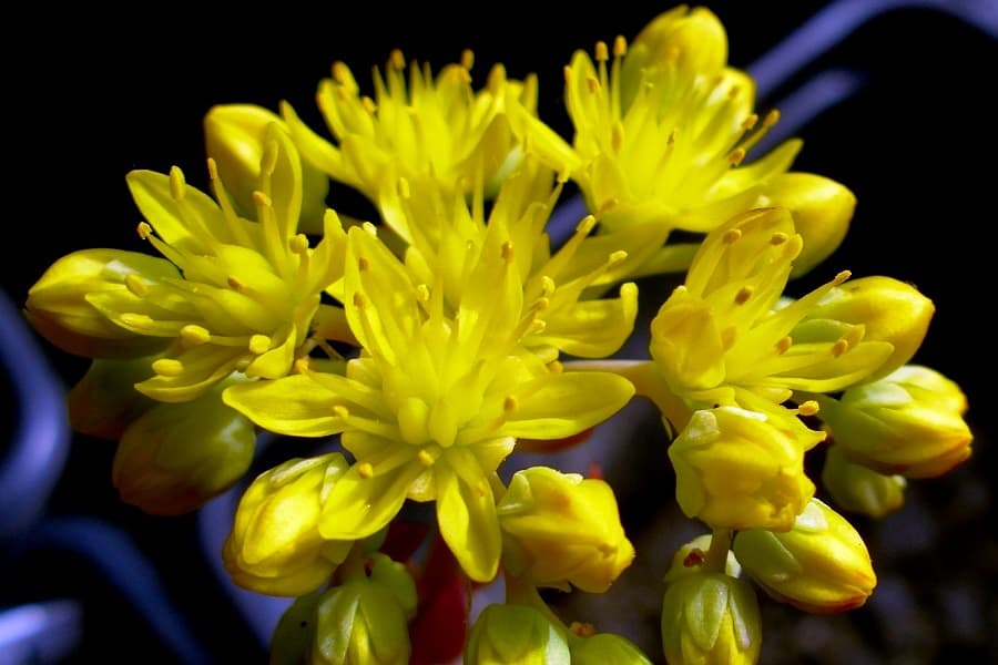 sedum flowers