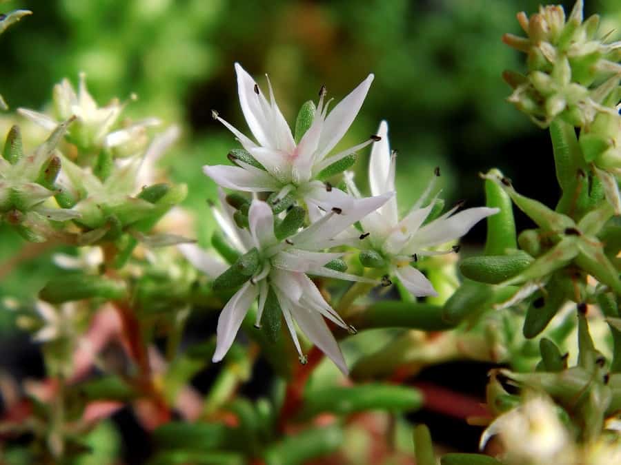 sedum flowers