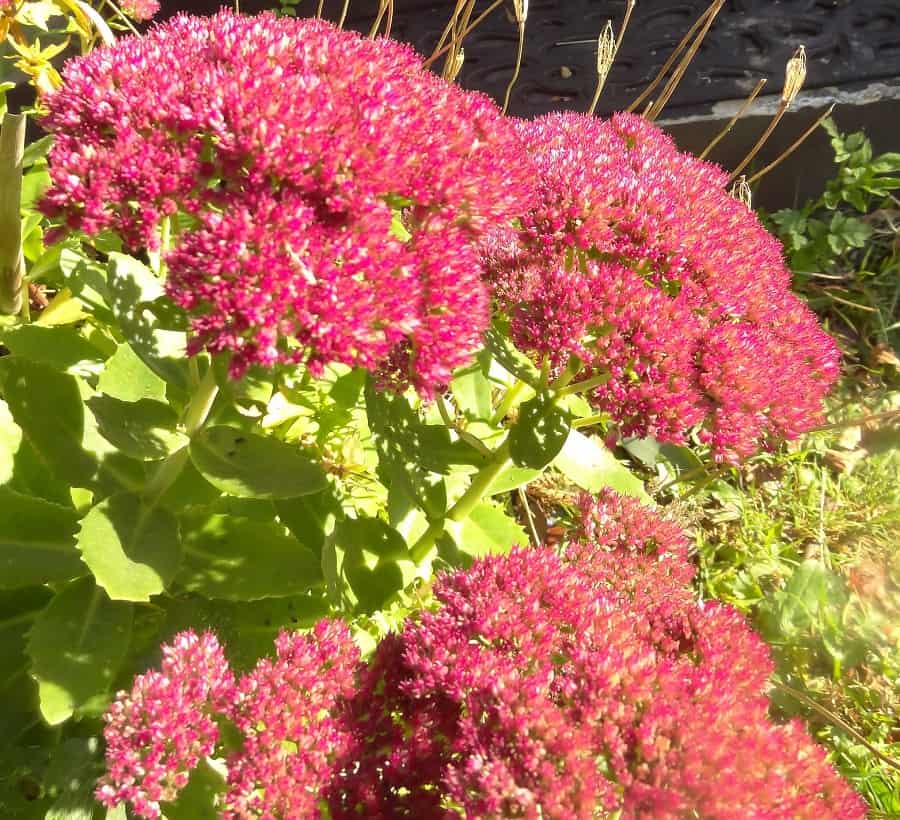 sedum spectabile