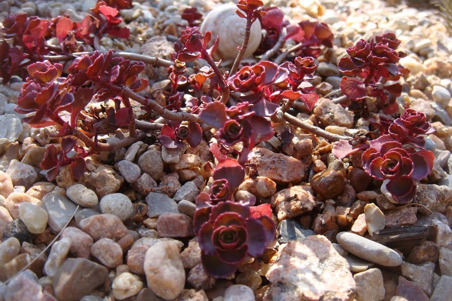 sedum spurium