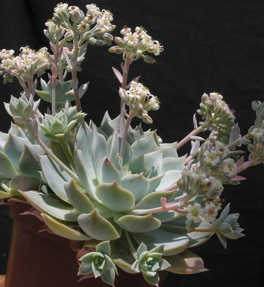 sedum suaveolens