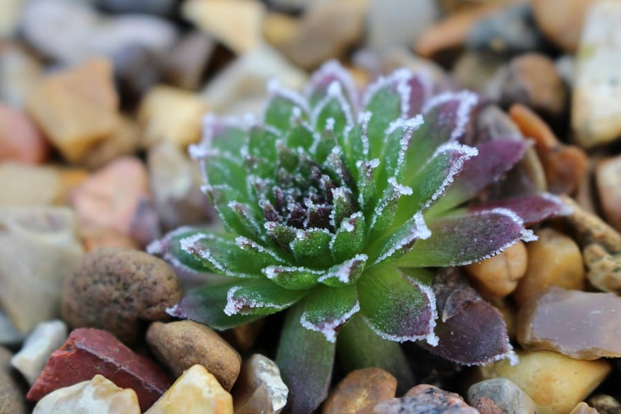 sempervivum in frost