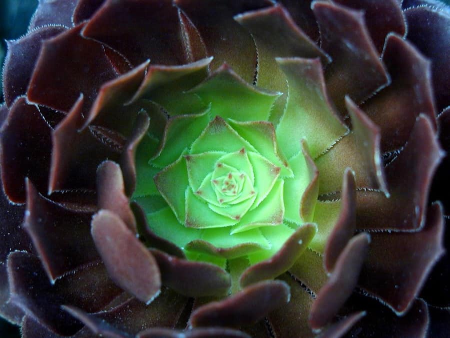 aeonium care