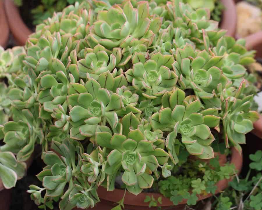 aeonium care