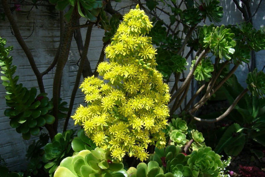 aeonium flowers