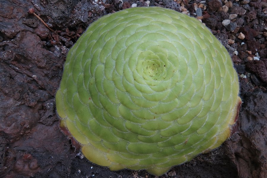 aeonium tabuliforme