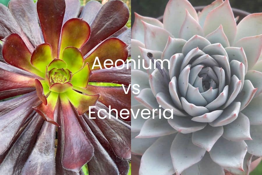 aeonium vs echeveria