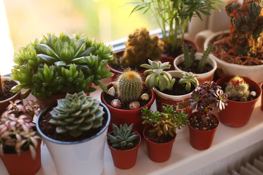 do succulents like humidity