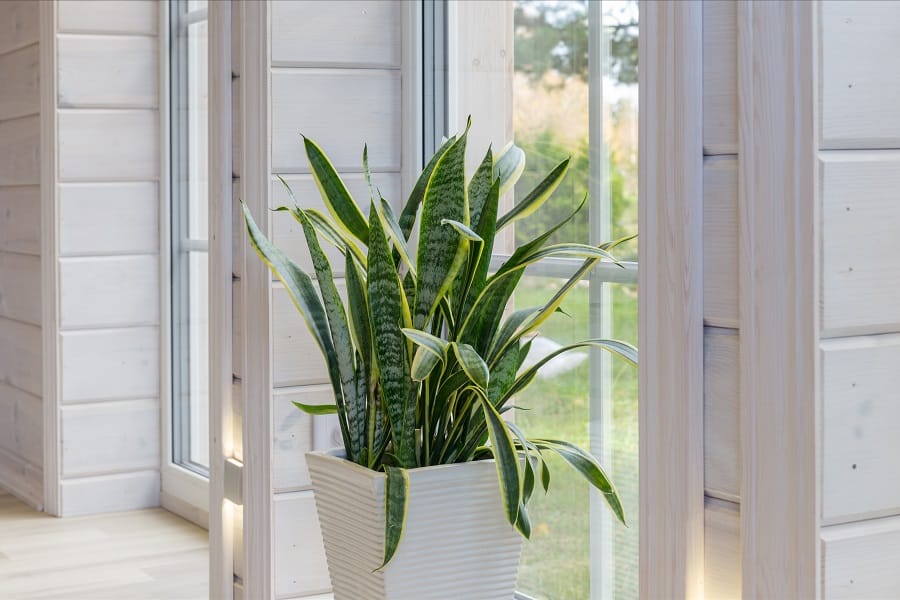 how to fix drooping snake plant
