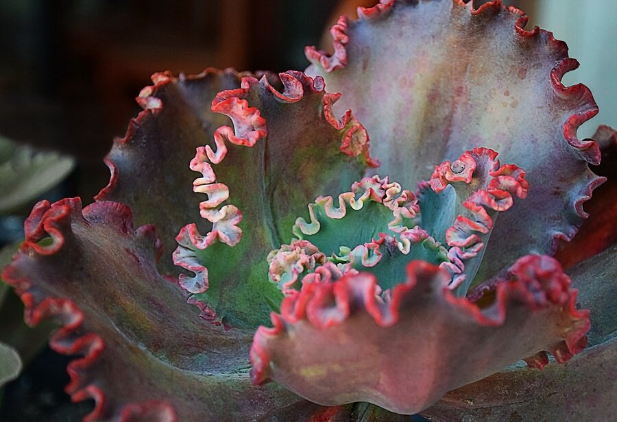 echeveria care