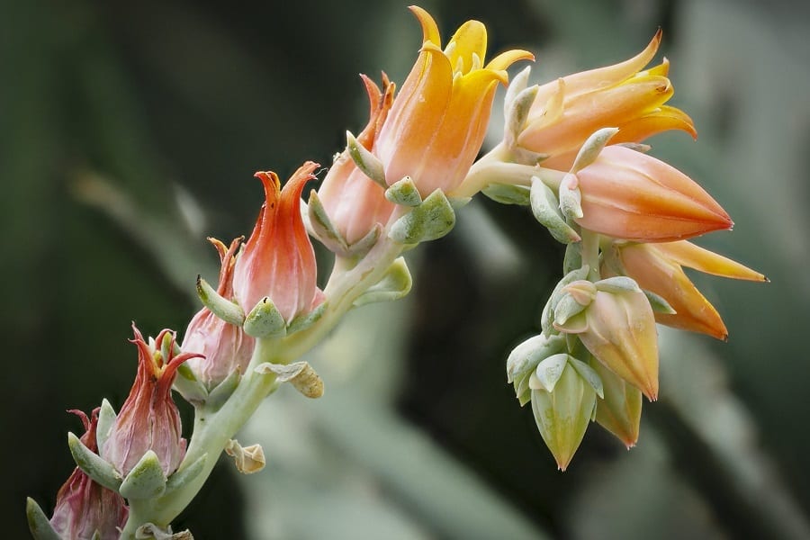 echeveria flowers