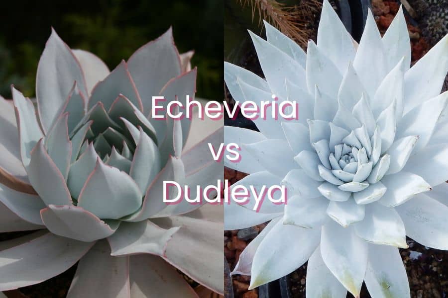 echeveria vs dudleya