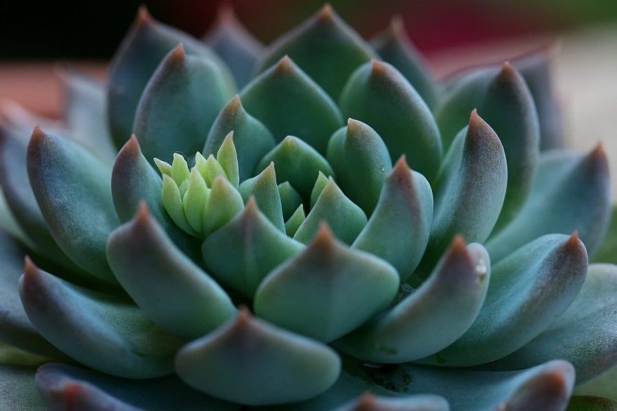 echeveria