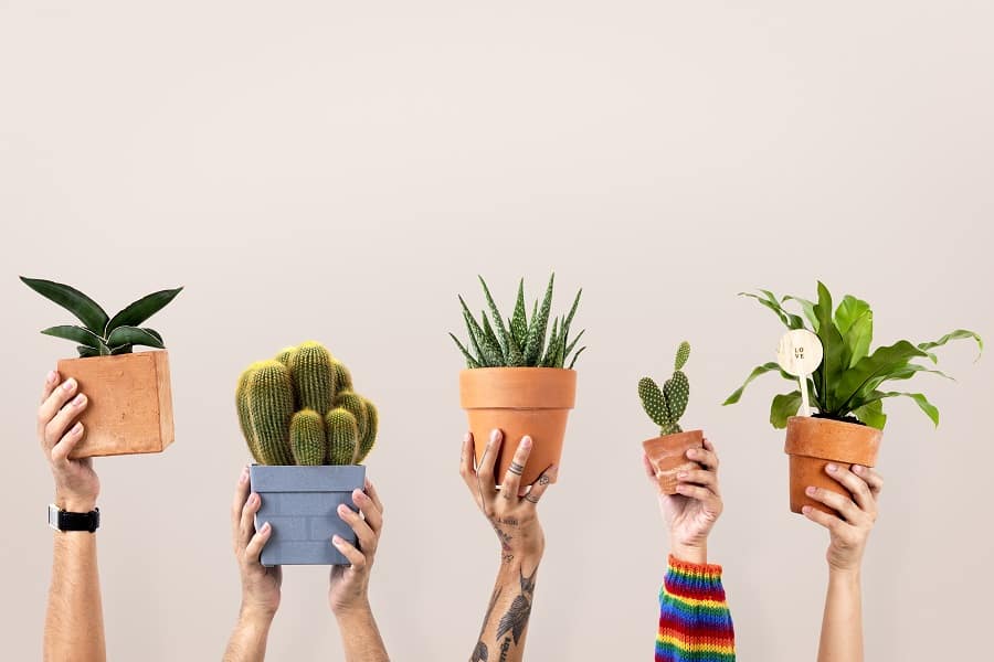 fun activities with succulents