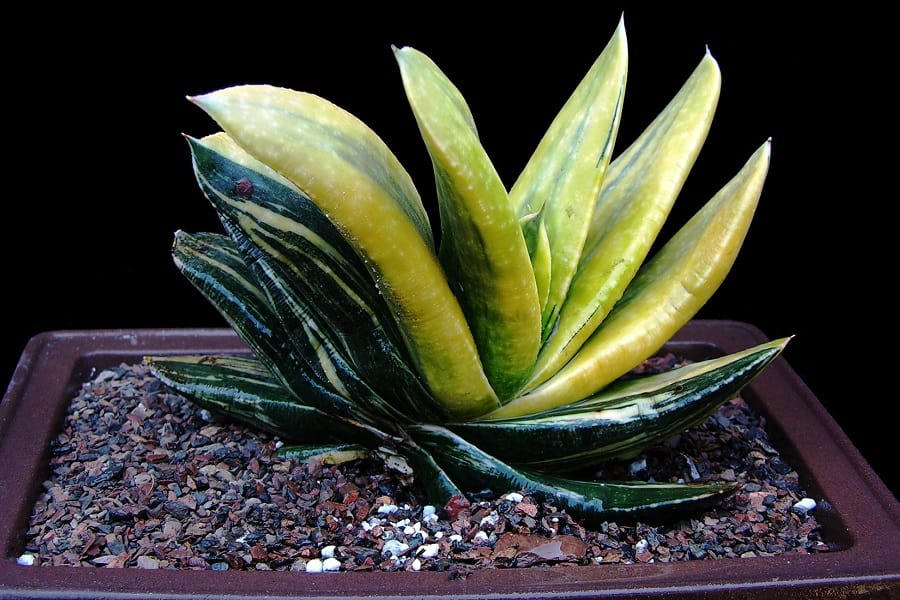 gasteria care