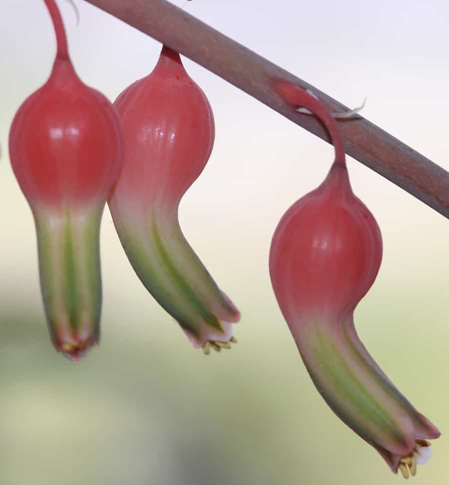 gasteria flowers