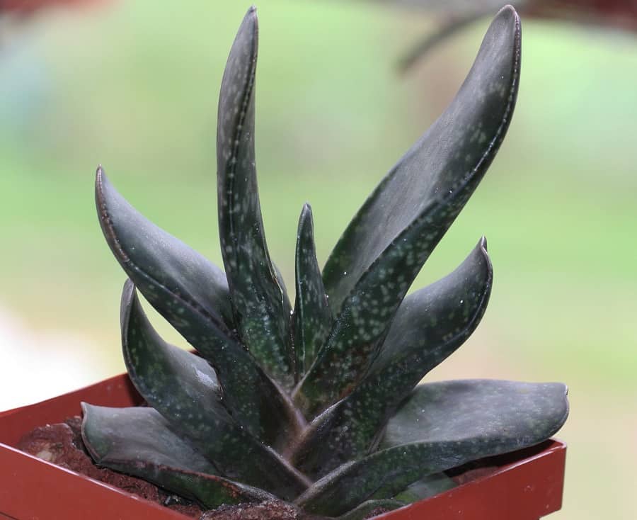 gasteria