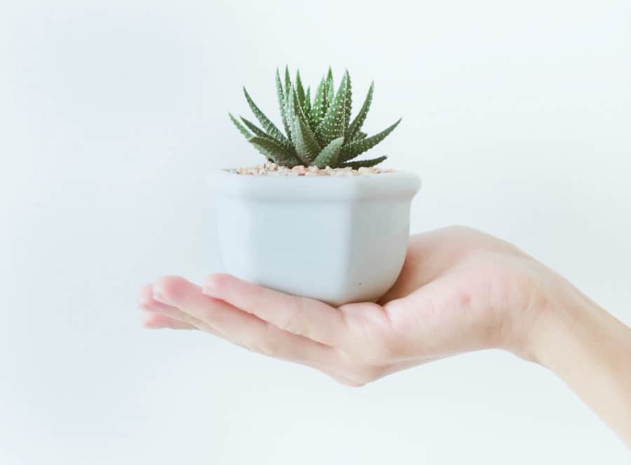 hand holding cactus
