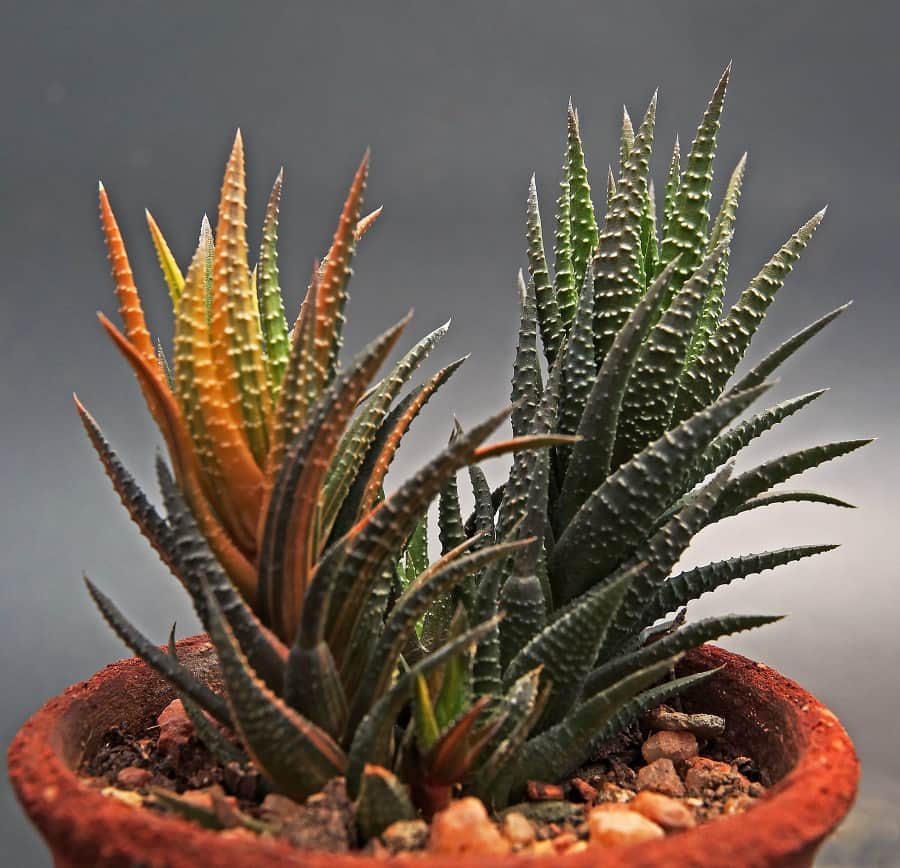 haworthia care