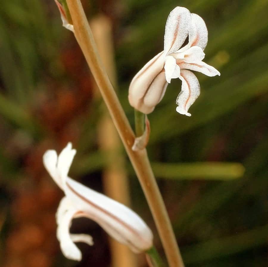 haworthia flowers