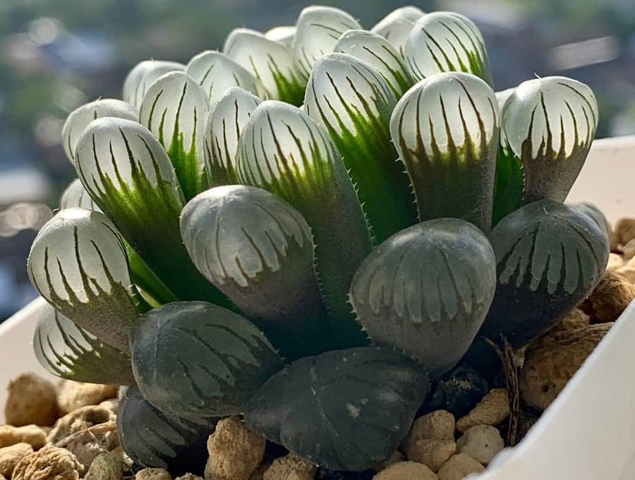 haworthia