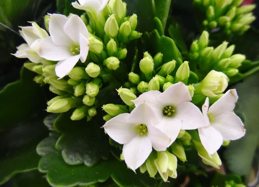 kalanchoe flowers