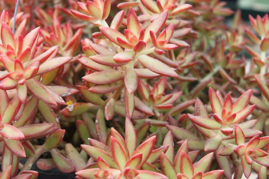 sedum adolphii care