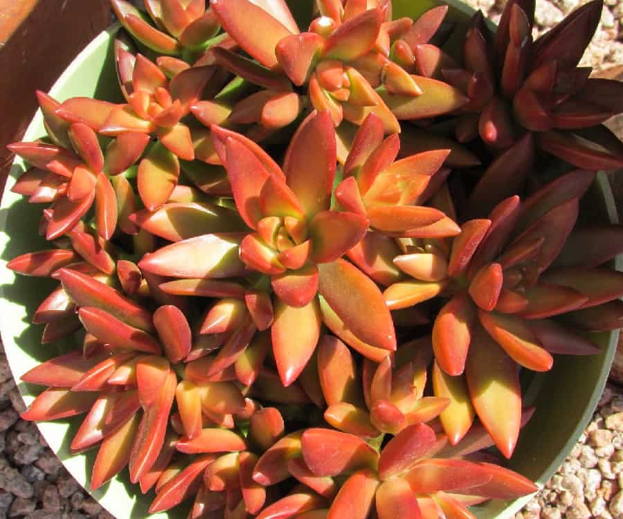 sedum adolphii