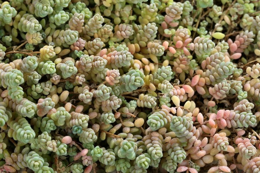 sedum dasyphyllum