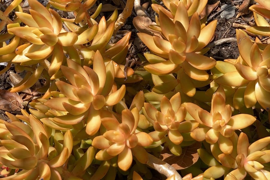 sedum nussbaumerianum